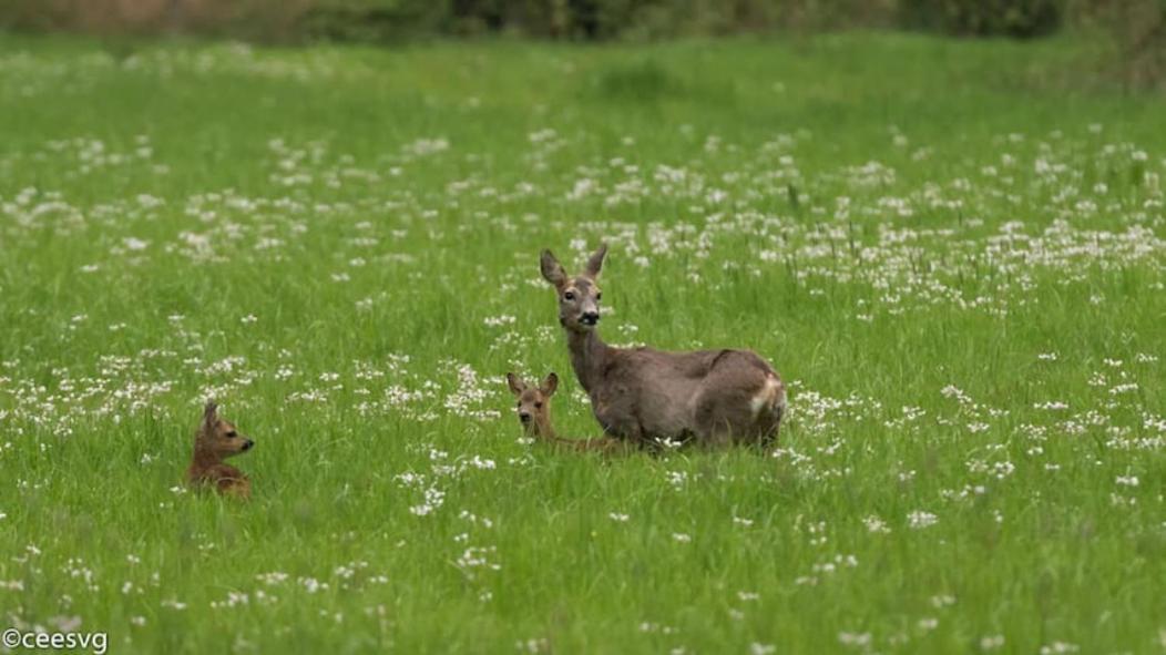 Het Appense Veld Lägenhet Klarenbeek Exteriör bild